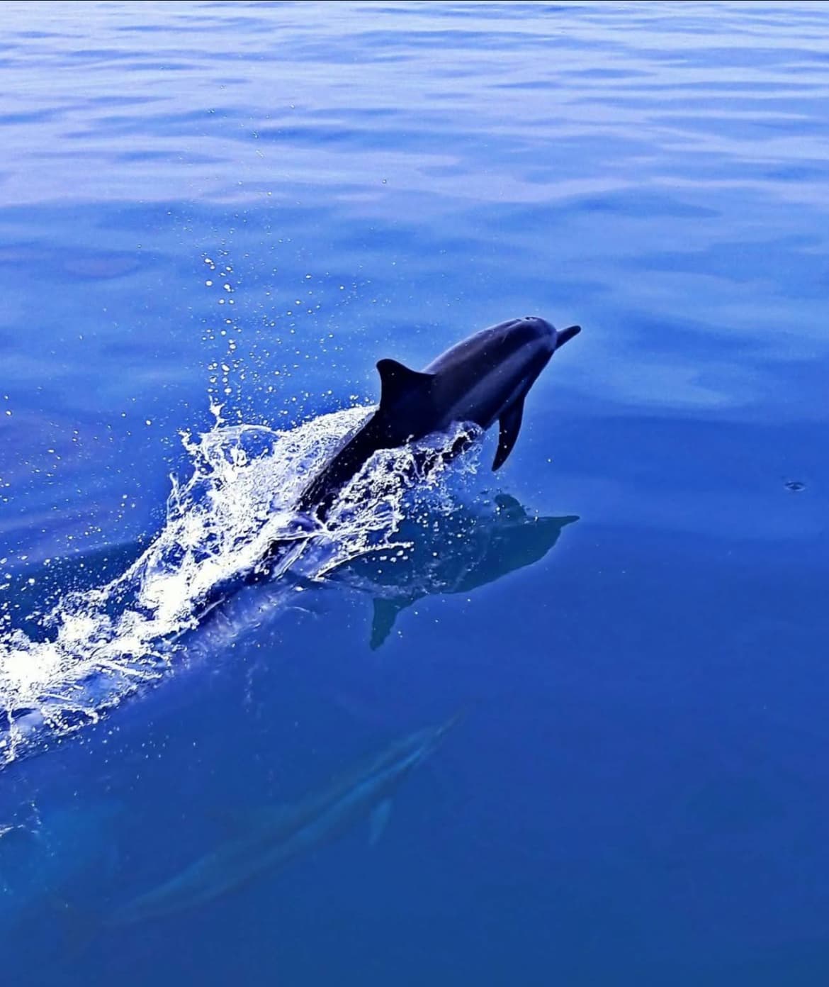 Delfin wyskakujący z oceanu