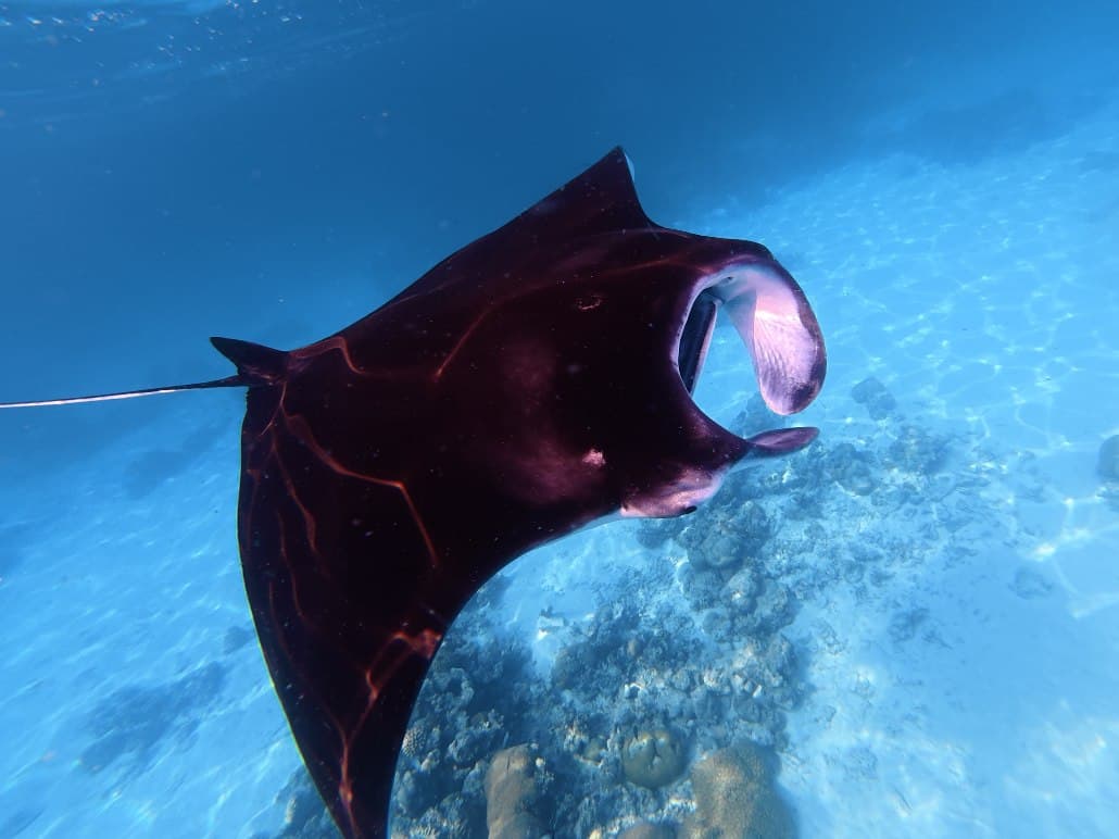 Manta w oceanie
